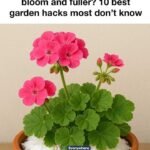 Hidden Smartphone Tricks You Probably Didn’t Know You Could Use