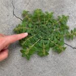 Natural and Powerful Homemade Weed Control