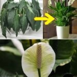 southern-style custard