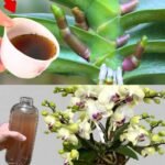 The Sweet Fruit That May Help Keep Blood Sugar in Check